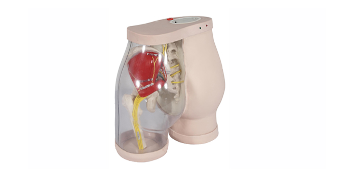 គូទសម្រាប់ការចាក់បញ្ចូល Gluteal Intramuscular និងការប្រៀបធៀប